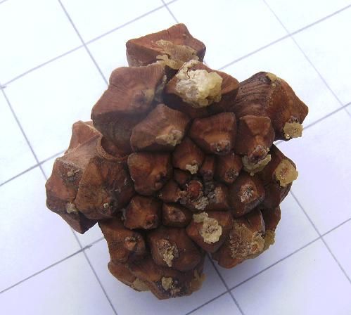 Colorado Pinyon Cone Bottom